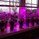 Jak zvýraznit sazenice na parapetu phytolam